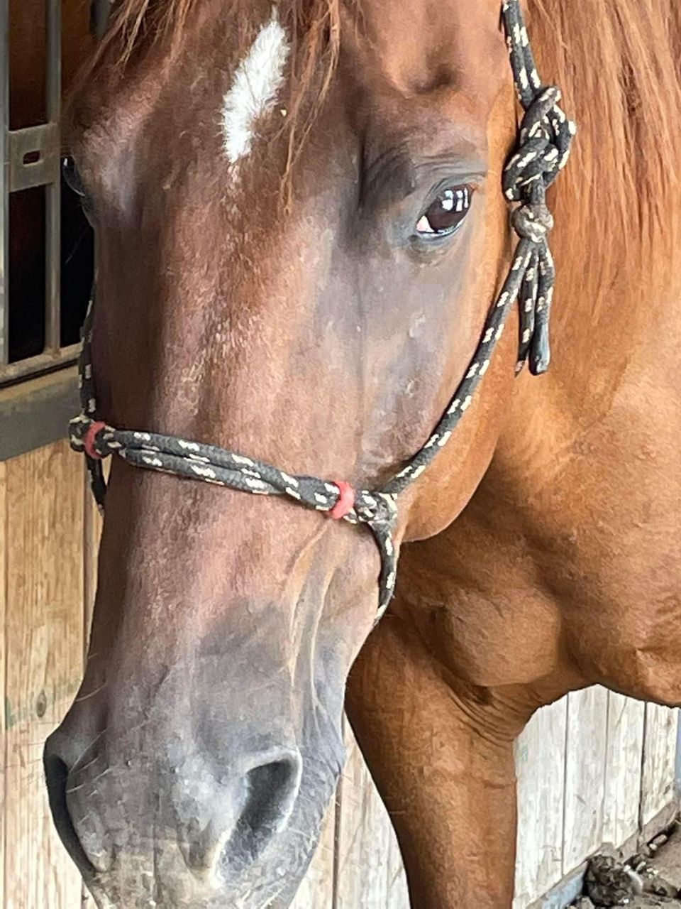 Close-up of a bay horse's head in a braided rope halter