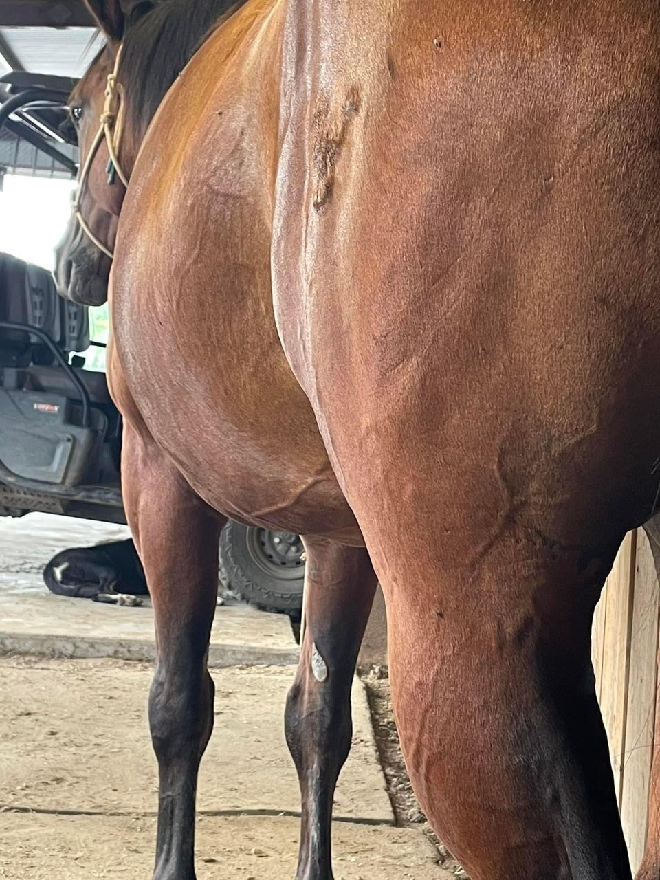 A bay horse's shoulder and front legs in the barn aisle