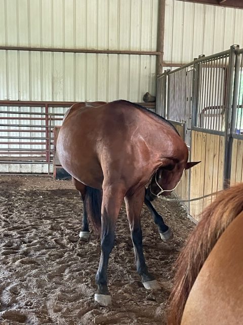 A bay horse stretching its neck around in an indoor arena
