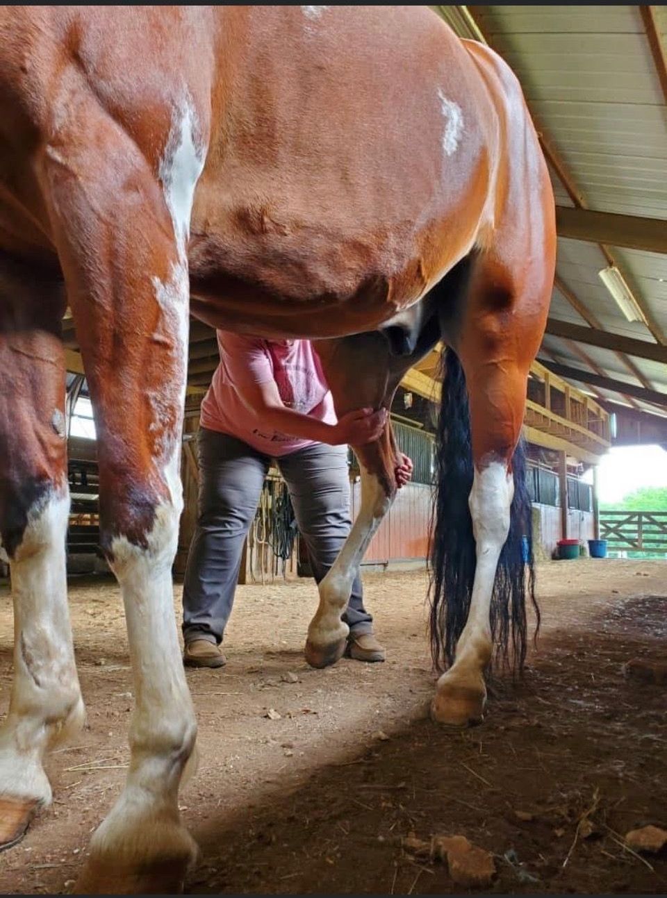 A chestnut horse's hindquarters during a bodywork session