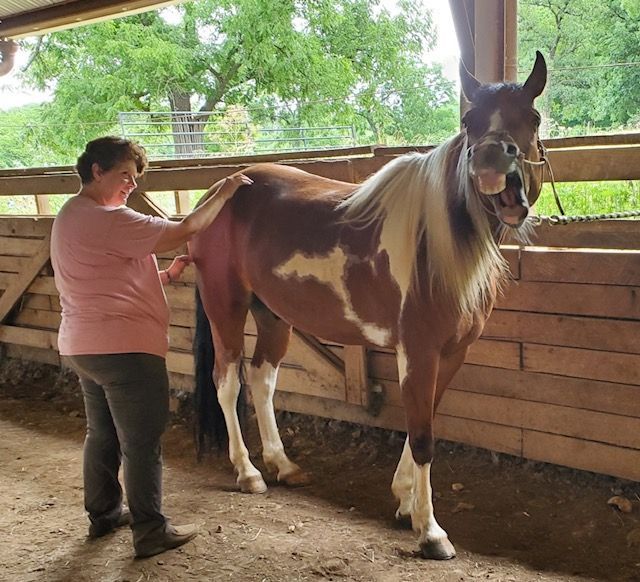 Karen giving a massage to a paint horse in a wooden stall