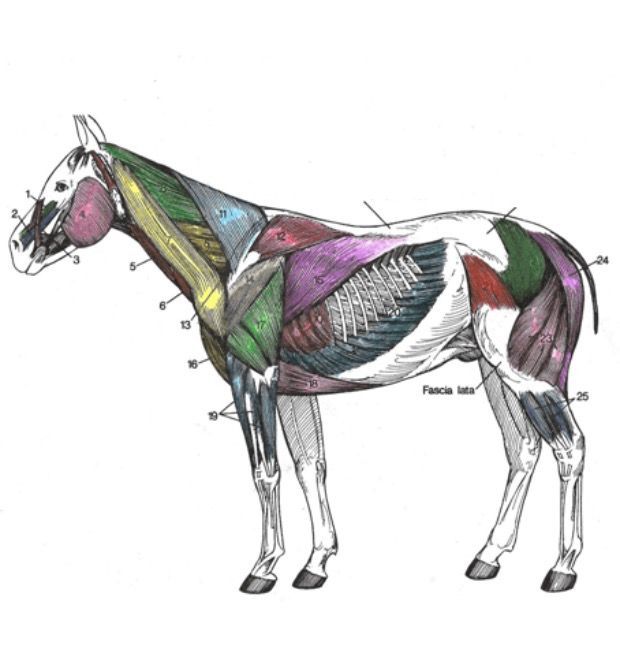 Diagram of the superficial muscles of the horse