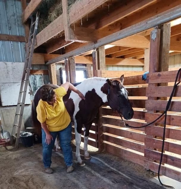 Bodywork on a paint horse tied in a wooden barn stall